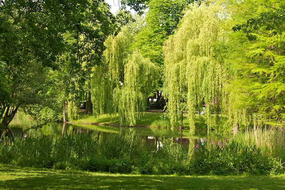 Der Weiher in Eimsbüttel im Frühjahr.